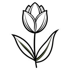vector illustration of a tulip flower