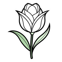 black and white tulip flower