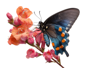 Butterfly pollinating vibrant flowers nature scene garden isolated on transparent background