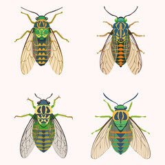 Cicada collection, vector illustration. 