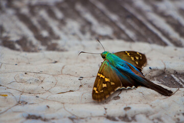 Polilla Colibrí © Getzan