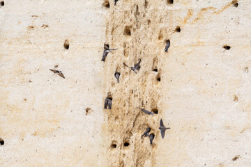 Colonie d’Hirondelles de rivage (Riparia riparia) en vol devant leurs nids creusés dans une falaise sableuse © Colombe Delons