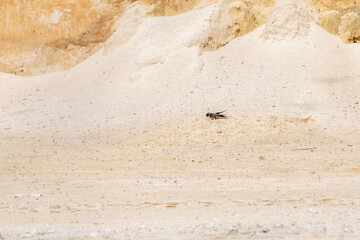 Colonie d’Hirondelles de rivage (Riparia riparia) en vol devant leurs nids creusés dans une falaise sableuse © Colombe Delons