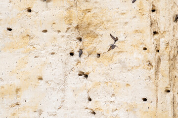 Colonie d’Hirondelles de rivage (Riparia riparia) en vol devant leurs nids creusés dans une falaise sableuse © Colombe Delons