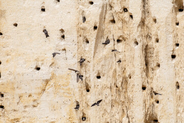 Colonie d’Hirondelles de rivage (Riparia riparia) en vol devant leurs nids creusés dans une falaise sableuse