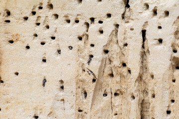 Colonie d’Hirondelles de rivage (Riparia riparia) en vol devant leurs nids creusés dans une falaise sableuse © Colombe Delons