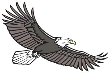 Obraz premium eagle in flight