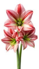 Fototapeta premium Striking Amaryllis Blooms Displaying Exquisite Red and White Striped Petals in Elegance