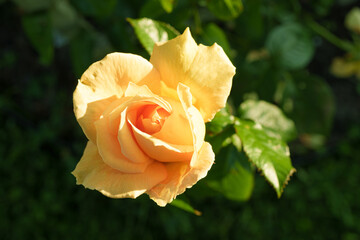 Pink and White Rose Close-up