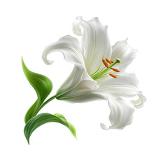 Delicate white lily flower with vibrant orange stamens and rich green leaves on a clean background