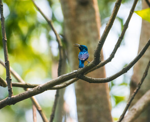 Purple sunbird sitting on a tree branch 
Purple colour Bird sunbird sitting on a tree small singing Birds 
Small birds of India 
Colourful Bird 
Sunbirds of India Male purple sunbird 
Birds of India
