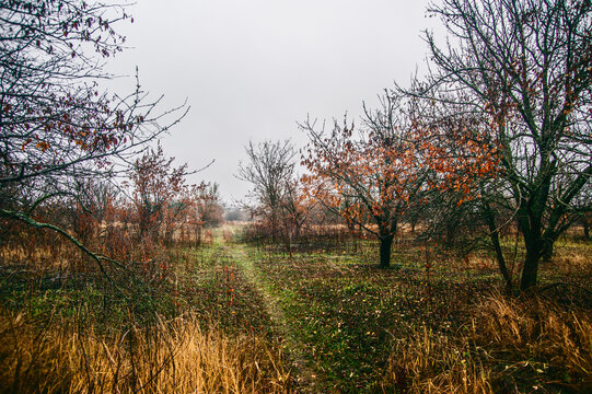 A dense forest of acacia, bare of leaves, covered in a light morning mist and a cloudy sky, through which runs a dirt road flooded with rainwater.