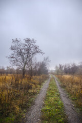 A dense forest of acacia, bare of leaves, covered in a light morning mist and a cloudy sky, through which runs a dirt road flooded with rainwater.