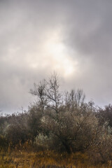 A dense forest of acacia, bare of leaves, covered in light morning fog and overcast sky