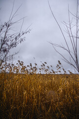 A dense forest of acacia, bare of leaves, covered in light morning fog and overcast sky