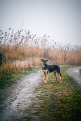 yard dogs on a dirt road, against the backdrop of reeds, in cloudy weather