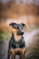 yard dogs on a dirt road, against the backdrop of reeds, in cloudy weather
