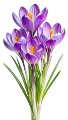Fototapeta premium Beautiful close up of a bouquet of purple Crocus flowers in bloom