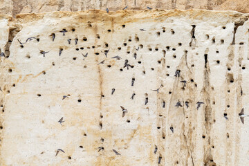 Colonie d’Hirondelles de rivage (Riparia riparia) en vol devant leurs nids creusés dans une falaise sableuse © Colombe Delons