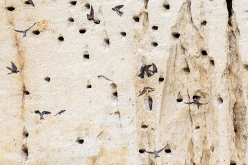 Colonie d’Hirondelles de rivage (Riparia riparia) en vol devant leurs nids creusés dans une falaise sableuse © Colombe Delons