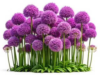 Fototapeta premium A Vibrant Cluster of Purple Allium Flowers on a Clean White Background