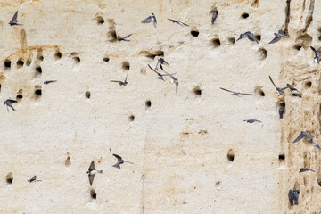 Colonie d’Hirondelles de rivage (Riparia riparia) en vol devant leurs nids creusés dans une falaise sableuse © Colombe Delons