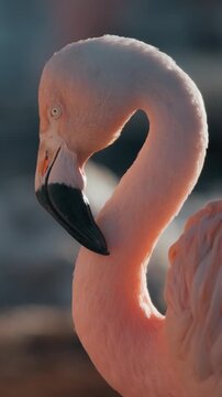 Close up of a pink flamingo at sunset. Vertical.