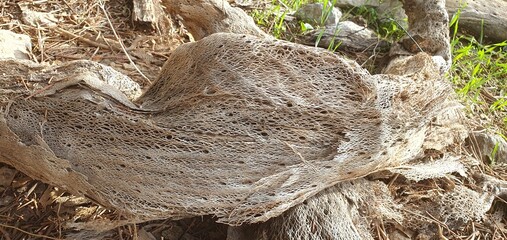 A mesmerizing close-up of a dried cactus skeleton reveals nature’s delicate handiwork. Its...
