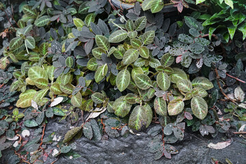Dark green plants growing in a lush foliage background of tropical leaves like anthurium, epiphytes, or ferns, forming a beautiful green plant wall design. A group of green leaves with droplets.