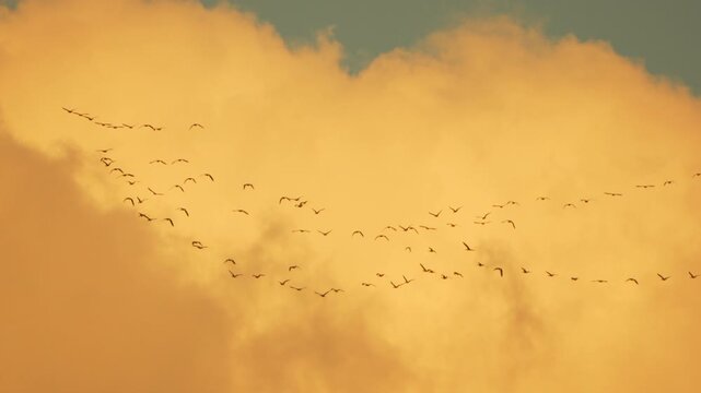 Birds flying migration, large flock of geese soaring through golden sunset clouds.