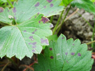 Anthracnose, a disease on strawberry leaves when grown in natural conditions. leaf close-up