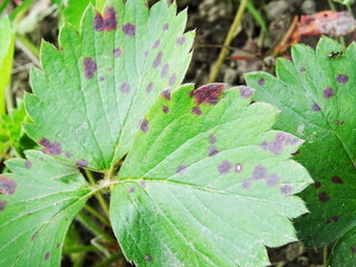 Anthracnose, a disease on strawberry leaves when grown in natural conditions. leaf close-up