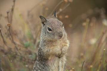 Ground Squirrel Standing on Hind Legs, Brown Background