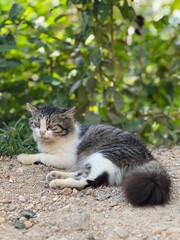 Fluffy Cat Relaxing on Warm Ground