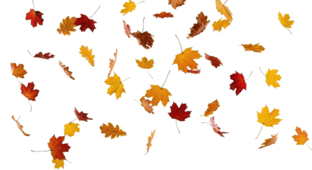 Autumn Leaves Falling on White Background