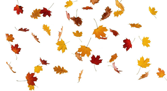 Autumn Leaves Falling on White Background - Powered by Adobe