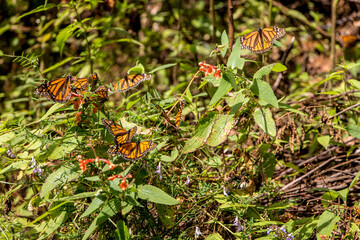 Mariposas Monarcas