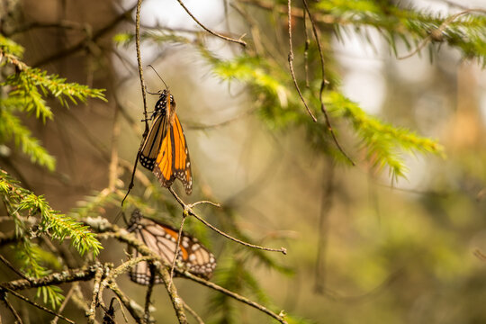 Mariposas Monarcas