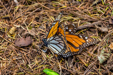 Mariposas Monarcas