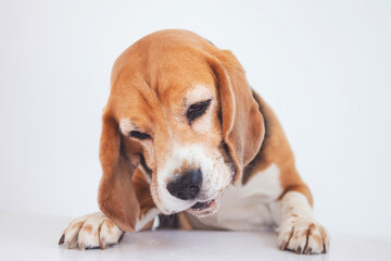cute beagle dog funny looking