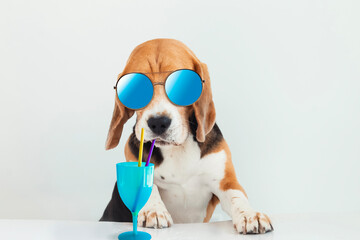 cute beagle dog in blue sunglasses