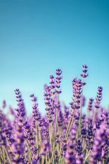 Naklejka premium Vibrant purple lavender field in full bloom beneath a bright clear blue sky on a sunny day
