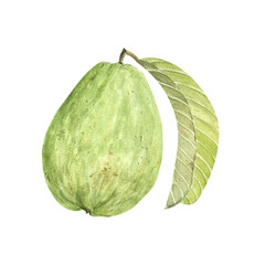 Naklejka premium Guava with green leaf. Hand painted watercolor illustration isolated on white. Textured. Perfect for summer textiles, cards, label, eco-friendly packaging, kitchen decor, and tropical fruit branding