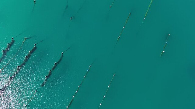 Oyster farms in a Ston bay, Croatia 