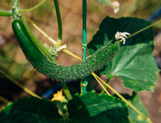 Young cucumbers on a branch in the garden. Growing greenhouse cucumbers.