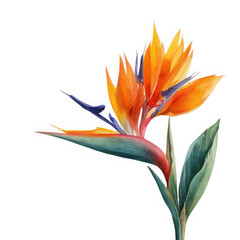 Vibrant bird of paradise flower with green leaves isolated on transparent background