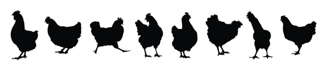 vector collection of chickens in a variety of positions