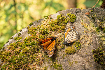 Mariposas Monarcas