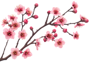 Pink Cherry Blossoms on Dark Branches with Buds isolated on a transparent background pink flower spring