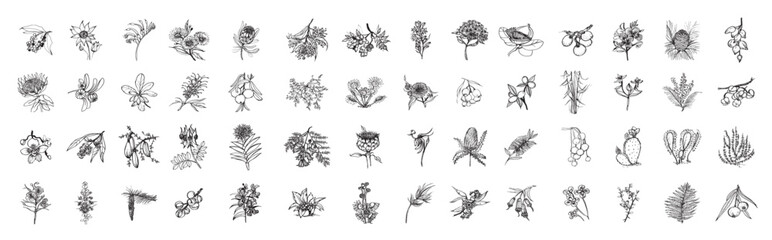 Australia Plants in Art Ink Style